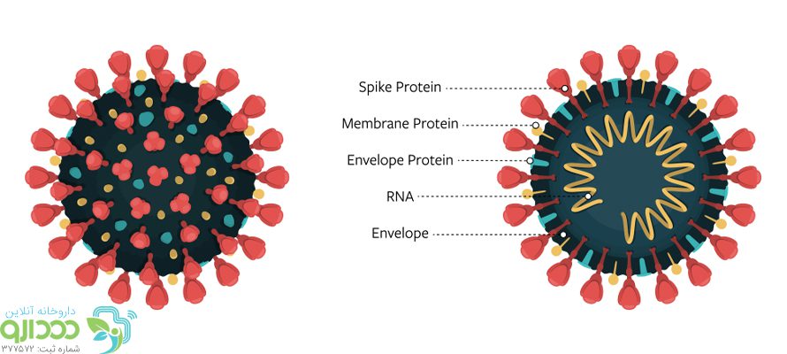 اسپایک پروتئین در ویروس کرونا